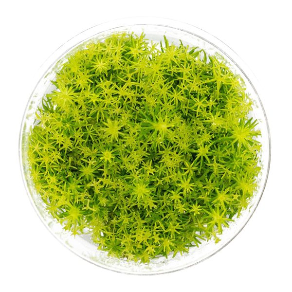 Eco Plant - Pogostemon Deccanensis - InVitro mały kubek sklep akwarystyczny śląsk