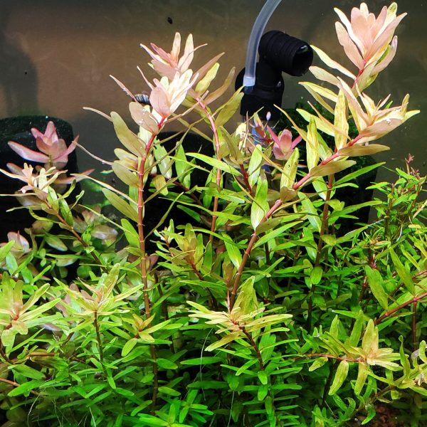 Eco Plant - Rotala sp. 'Shimoga' - InVitro mały kubek sklep premium dla akwarystów