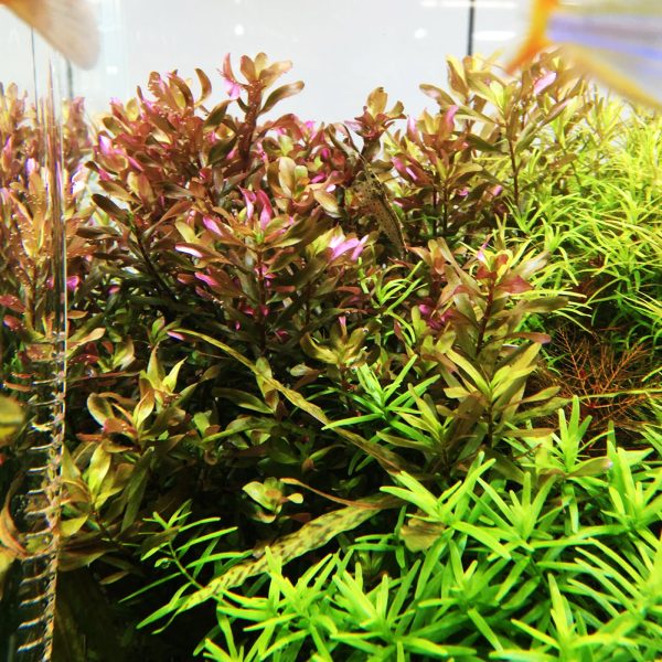 S - ROTALA SHIMOGA sklep akwarystyczny / terrarystyczny