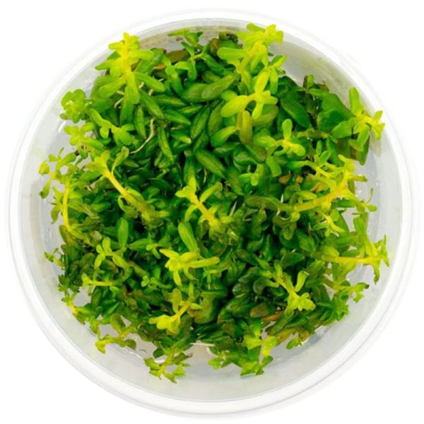 Eco Plant - Rotala sp. 'Shimoga' - InVitro mały kubek sklep akwarystyczny śląsk
