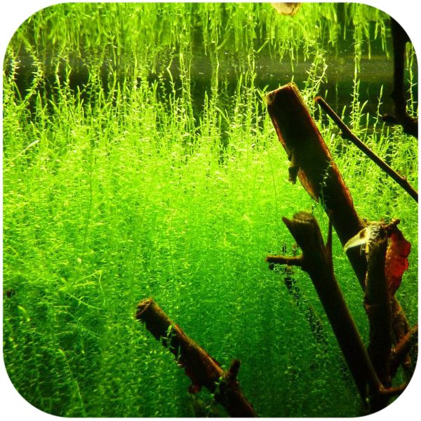 Eco Plant - Stringy  Moss - InVitro mały kubek