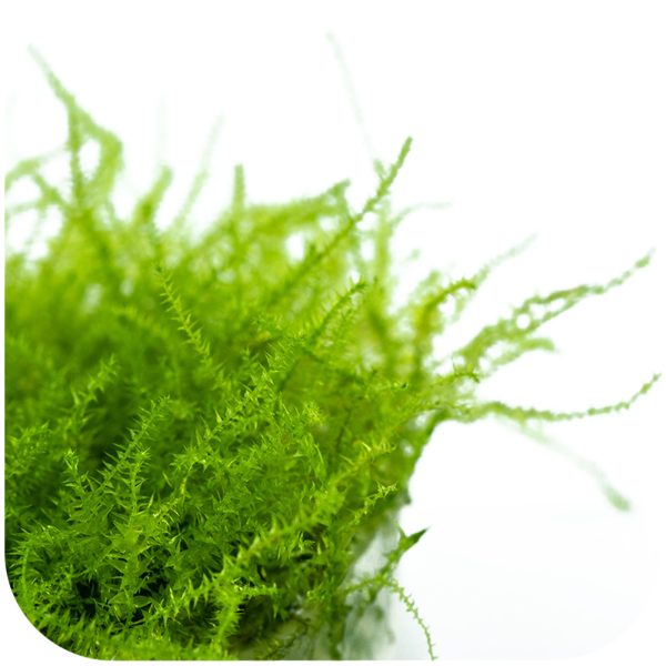 S - MOSS STRINGY sklep akwarystyczny / terrarystyczny