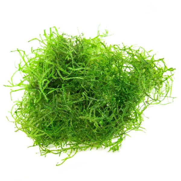 Eco Plant - Stringy  Moss - InVitro mały kubek sklep akwarystyczny śląsk