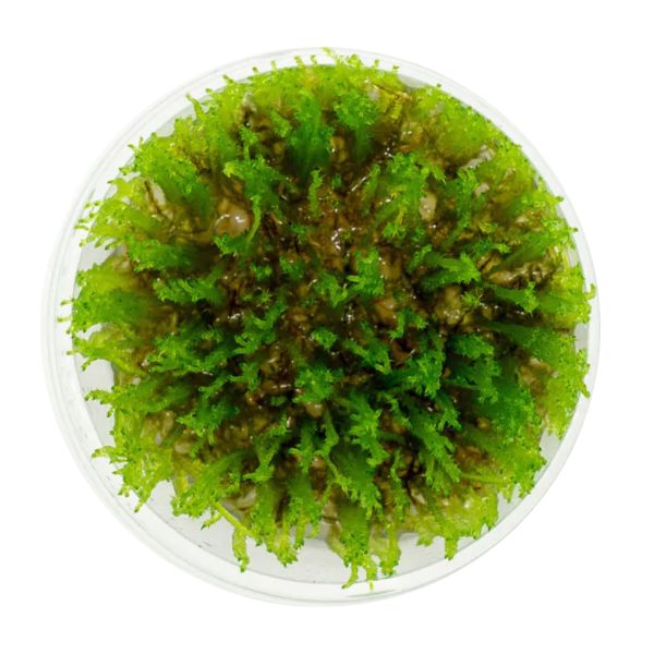 Eco Plant - Taiwan Moss - InVitro mały kubek sklep premium dla akwarystów