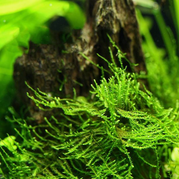 S - MOSS TAIWAN sklep akwarystyczny / terrarystyczny