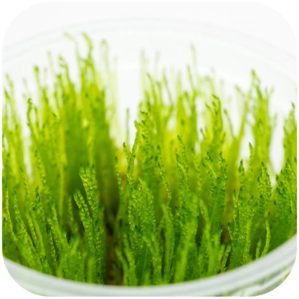 Akwarium / terrarium / Animals