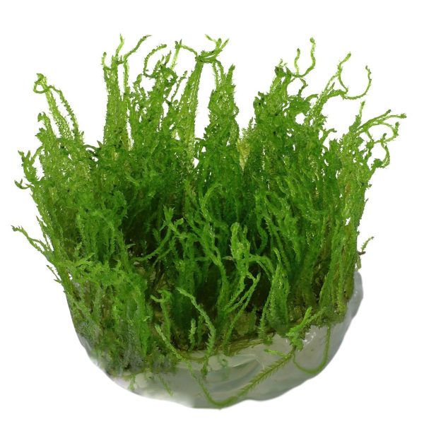 Eco Plant - Taiwan Moss - InVitro mały kubek sklep akwarystyczny śląsk