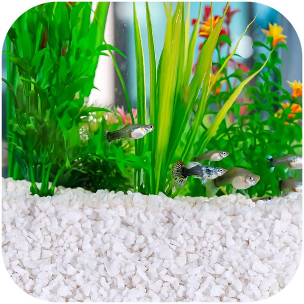 ECO PLANT WHITE RIVER sklep akwarystyczny / terrarystyczny