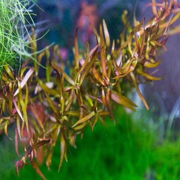 Eco Plant - roślina invitro mini kubek - Ludwigia brevipes sklep premium dla akwarystów