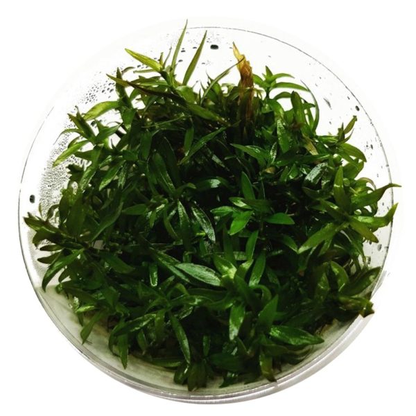 Eco Plant - roślina invitro mini kubek - Ludwigia brevipes sklep akwarystyczny śląsk