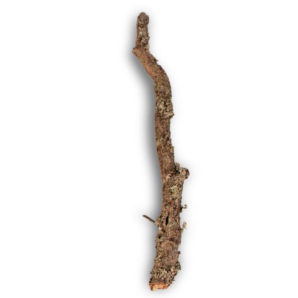 Gałąź z Dębu korkowego 30cm sklep akwarystyczny śląsk