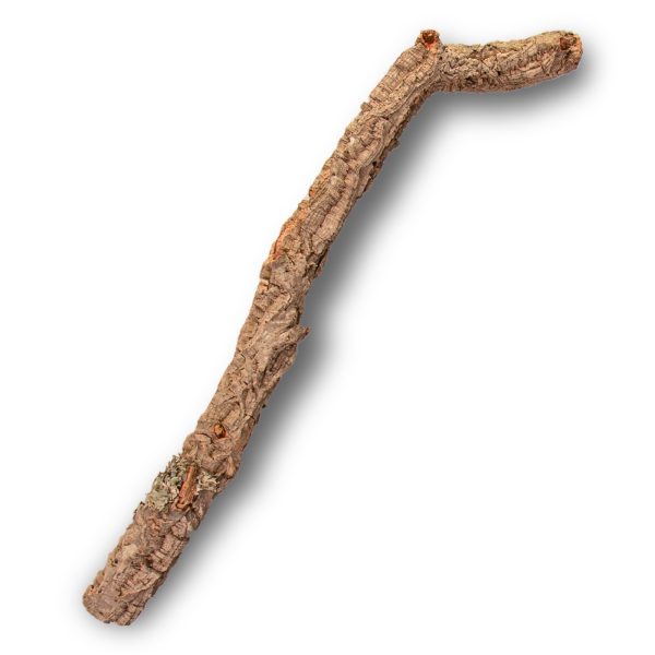 Gałąź z Dębu korkowego 60cm sklep akwarystyczny śląsk
