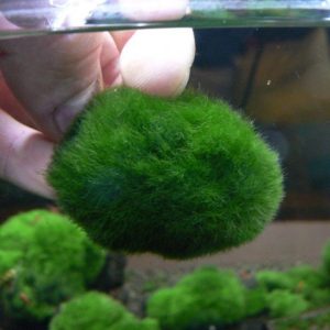 Gałęzatka Kulista Średnia Cladophora 3-5Cm sklep akwarystyczny śląsk