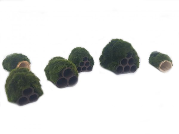 Gałęzatka Na Rurce Rozmiar D 11x37mm Naturalna Ozdoba sklep premium dla akwarystów