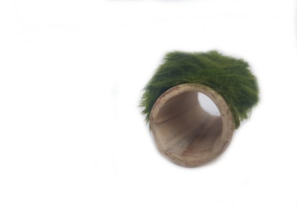 Gałęzatka Na Rurce Rozmiar D 11x37mm Naturalna Ozdoba sklep akwarystyczny śląsk