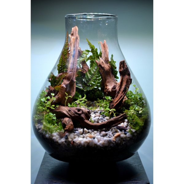 Growise DSM WEEK 300ml nawóz do suchego startu roślin (69076) sklep premium dla akwarystów