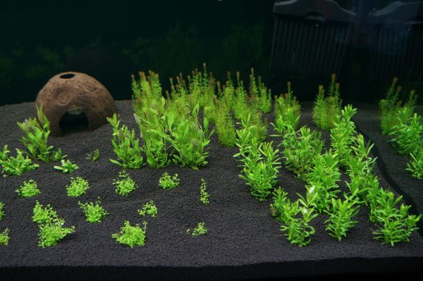 Akwarium / terrarium / Animals