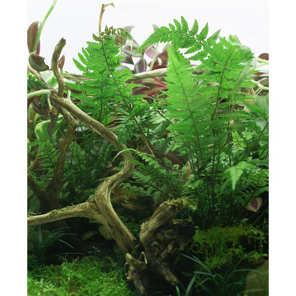 Akwarium / terrarium / Animals