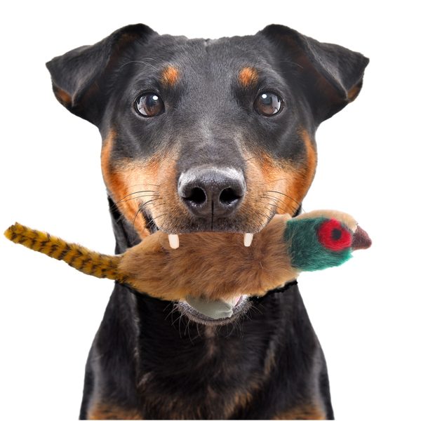 HappyPet Migrator Pheasant - maskotka bażant sklep akwarystyczny śląsk