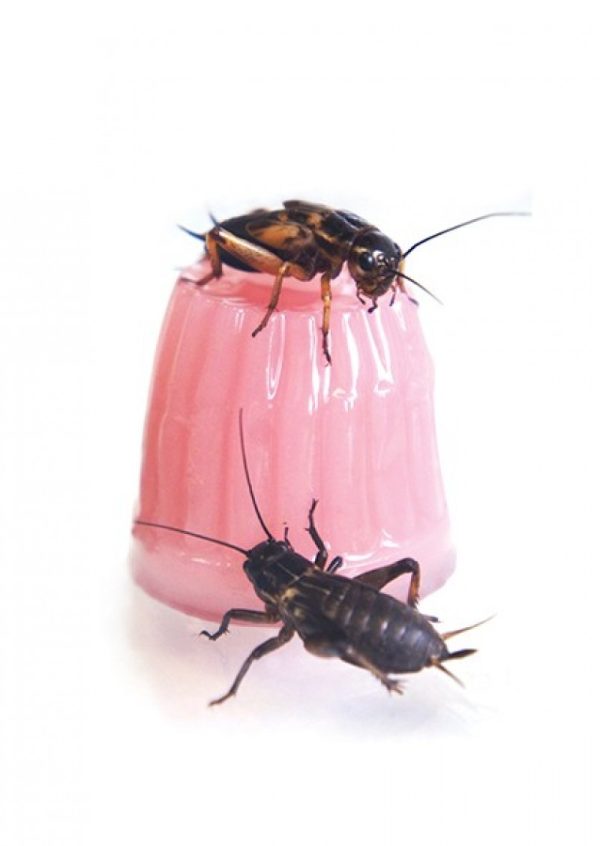 Akwarium / terrarium / Animals