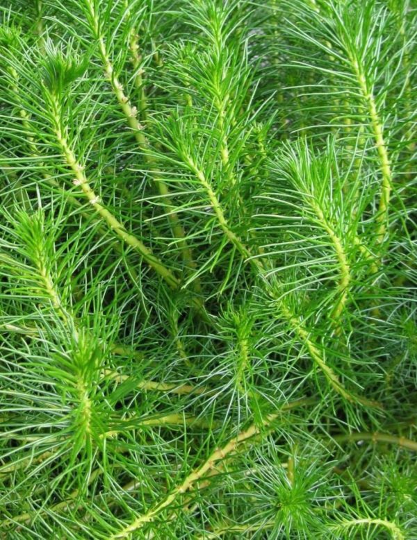 Myriophyllum Simulans Kubek 5cm In Vitro Piękny sklep akwarystyczny śląsk