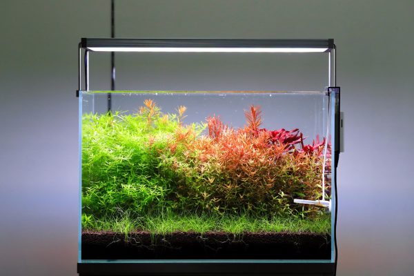 Akwarium / terrarium / Animals