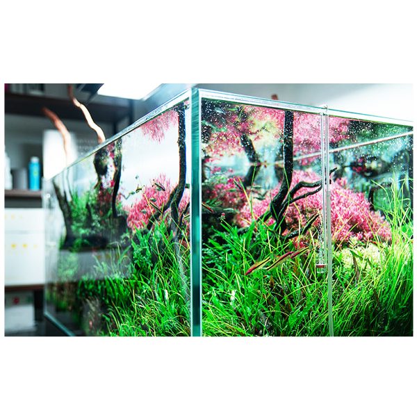 Akwarium / terrarium / Animals