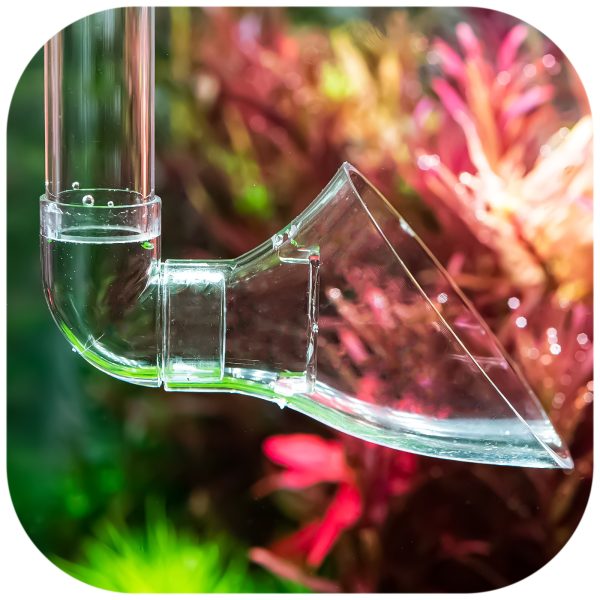 Akwarium / terrarium / Animals