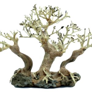 PROGROW BONSAI TREE BT4M 30X16X20CM sklep akwarystyczny śląsk