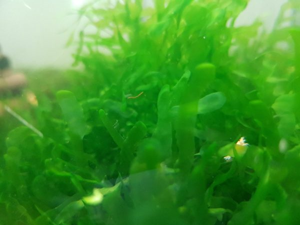 Pelia Monosolenium Tenerum Porcja 100ml Wątrobowiec sklep akwarystyczny śląsk
