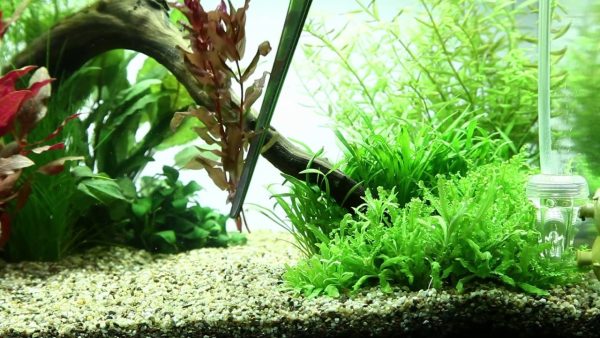 Akwarium / terrarium / Animals