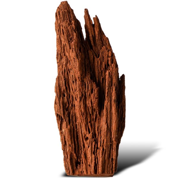 KORZEN MANGROWIEC NA SZTUKI XS OK.16CM sklep akwarystyczny / terrarystyczny