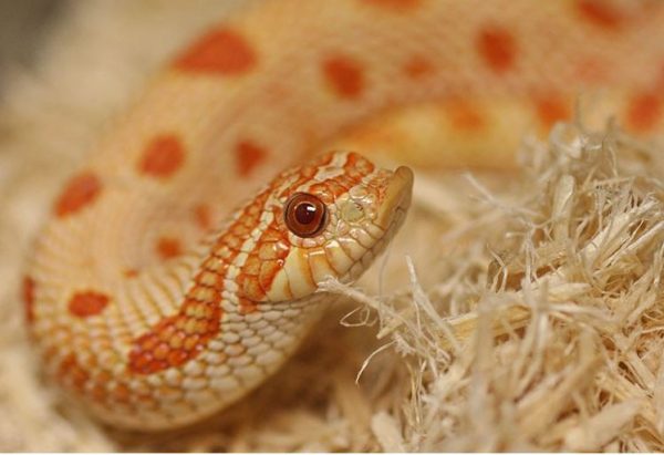 RZ PODLOZE ASPEN SNAKE 500G SB001 sklep akwarystyczny / terrarystyczny
