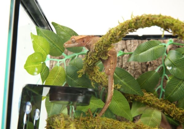 Akwarium / terrarium / Animals