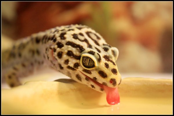 Akwarium / terrarium / Animals
