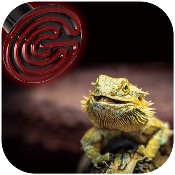 Akwarium / terrarium / Animals