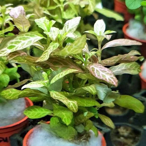 Akwarium / terrarium / Animals