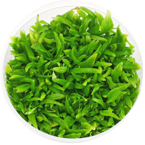 Roślina Invitro kubek mini - hygrophila polysperma sunset sklep akwarystyczny śląsk