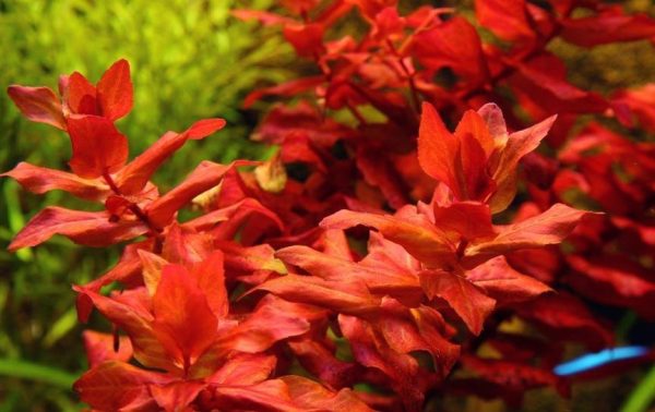 Rotala Macrandra Kubek 5cm In vitro Piękna sklep akwarystyczny śląsk
