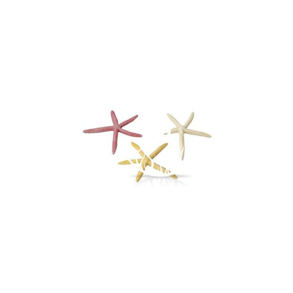 STARFISH L / Rozgwiazda duża 18
