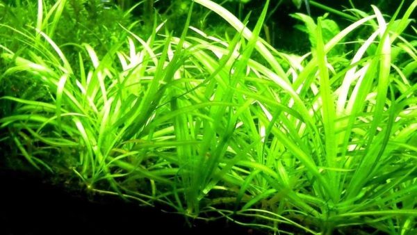 Sagittaria Subulata Pusilla Porcja 3 sadzonki In Vitro Nowość sklep akwarystyczny śląsk