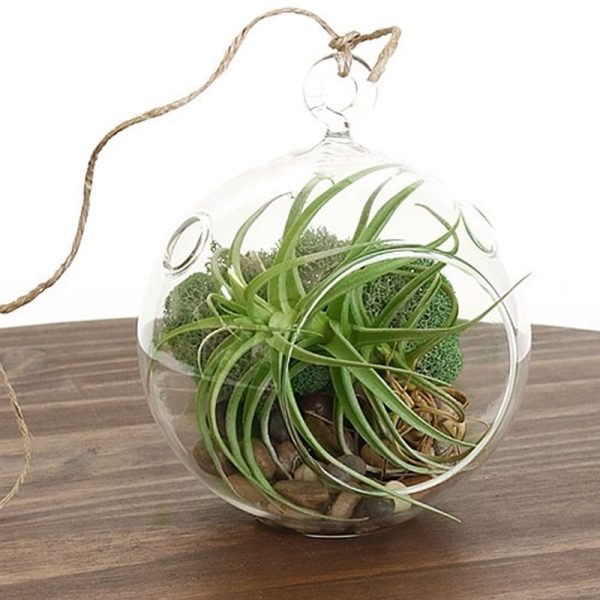 Akwarium / terrarium / Animals