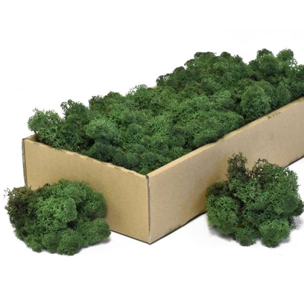 Secret Live Moss Dark Green - Mech Żywy porcja 5g sklep akwarystyczny śląsk