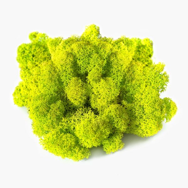 Secret Live Moss Light Green - Mech Żywy porcja 5g sklep premium dla akwarystów