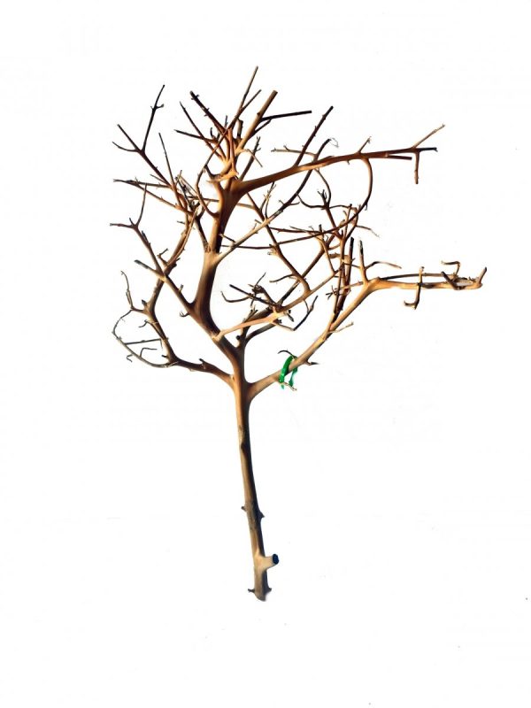 Tantora Korzeń Branch Drift Wood 25-30Cm Piękny Selekcja GRATIS! sklep premium dla akwarystów