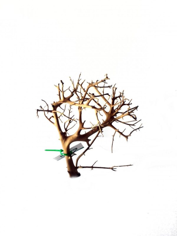 Tantora Korzeń Branch Drift Wood 25-30Cm Piękny Selekcja GRATIS! sklep akwarystyczny śląsk