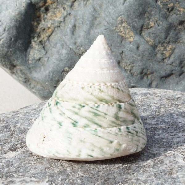 Tectus pyramis sklep akwarystyczny śląsk