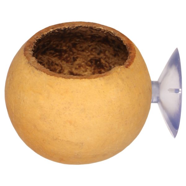 Terrario Hang Bowl Natural - łupina miska wisząca z przyssawką sklep premium dla akwarystów