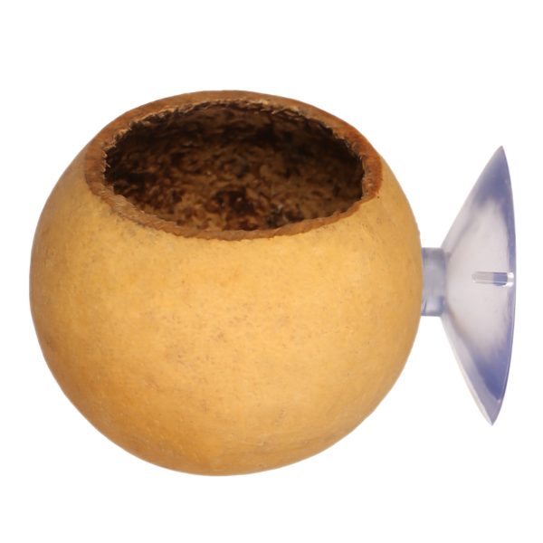 Terrario Hang Bowl Natural - łupina miska wisząca z przyssawką sklep akwarystyczny śląsk
