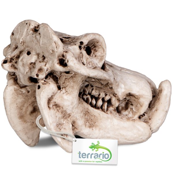 Terrario Hippo Skull - ozdoba do terrarium 5x3x3 cm sklep premium dla akwarystów